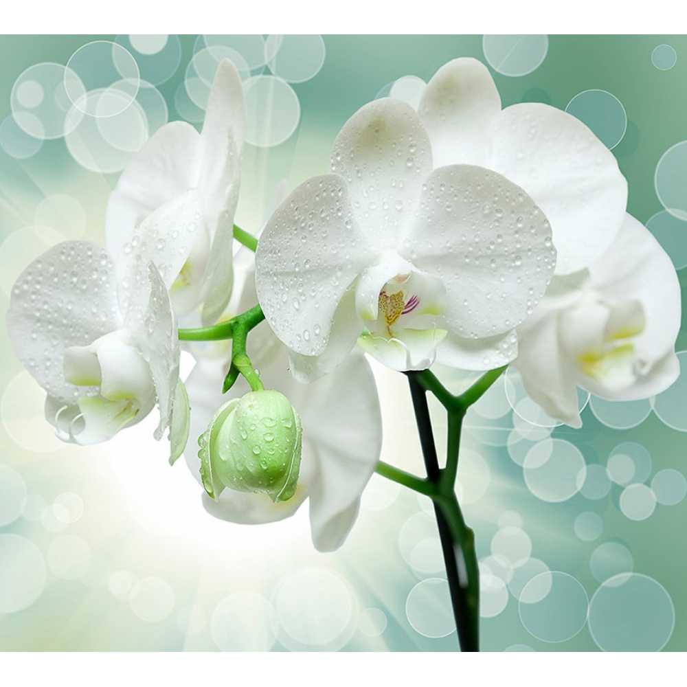 Дивино орхидеи