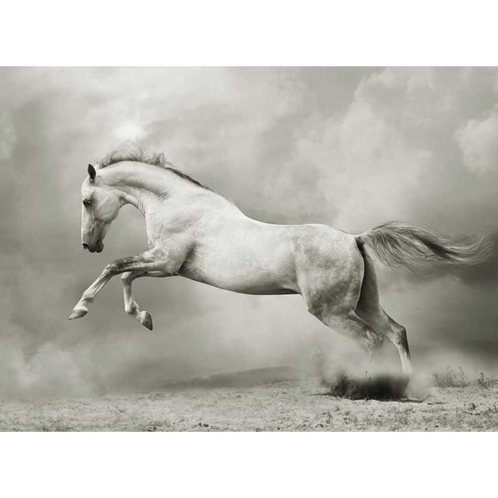 Фото Белый конь 200*147 см