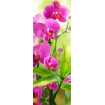 Маленькое фото Сияющая орхидея Б1-095, 100*270 см
