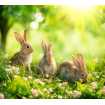 Маленькое фото Кролики D2-113, 300*270 см