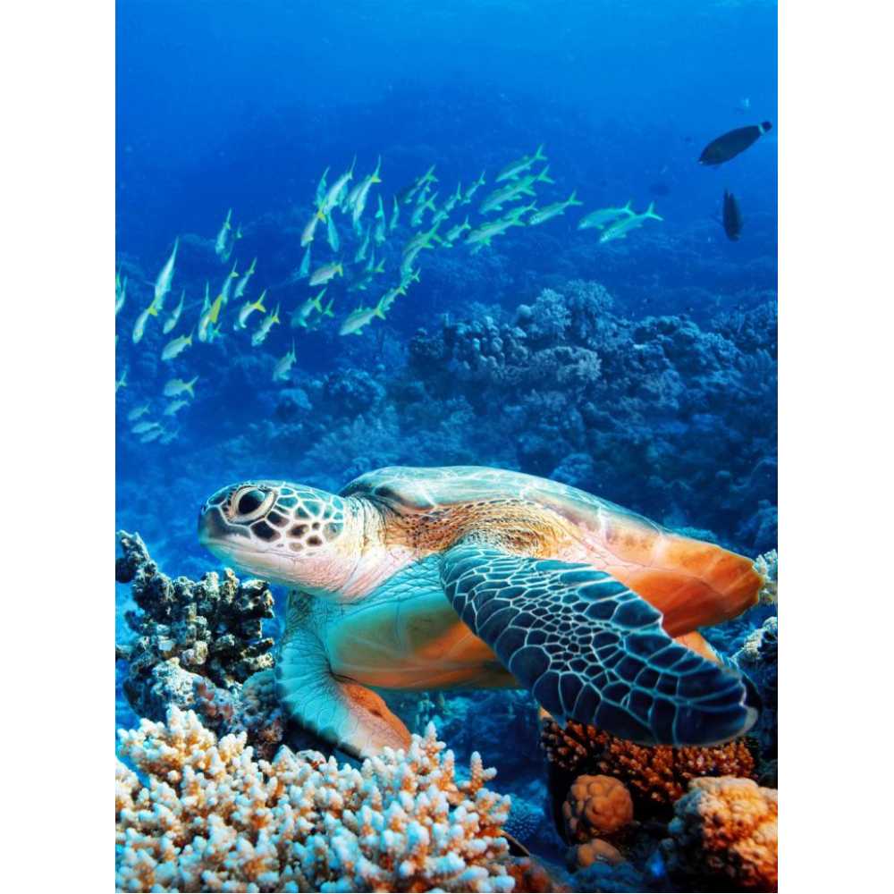 Фото Морская черепаха Б1-211, 200*270 см