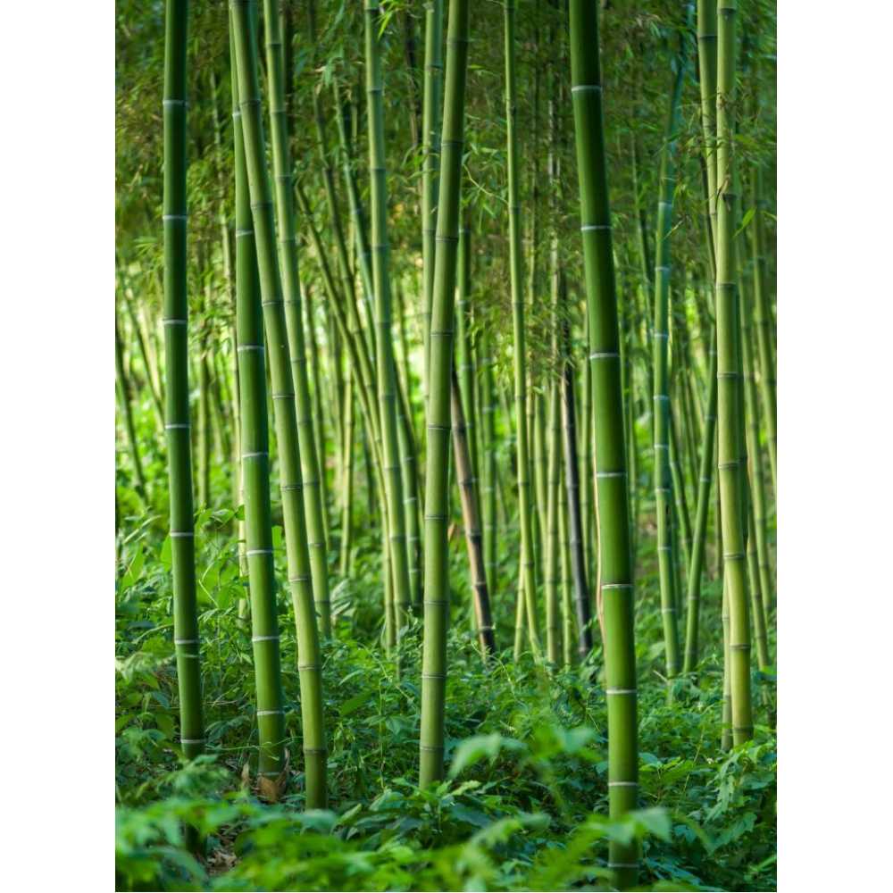 Фото Заросли бамбука, 200*270 см