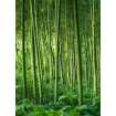 Маленькое фото Заросли бамбука, 200*270 см