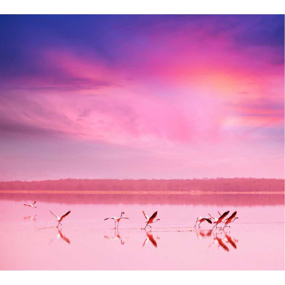 Фото Фламинго на закате Б1-081, 300*270 см