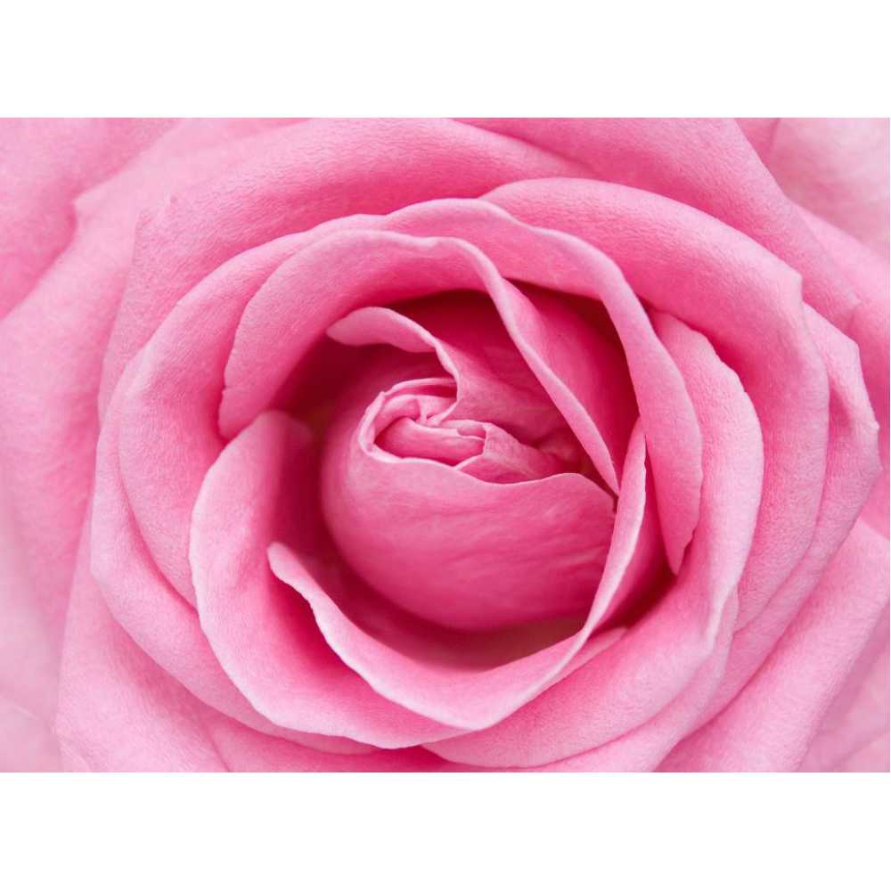 Фото Розовая роза Б1-325, 200*147 см