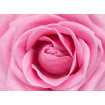 Маленькое фото Розовая роза Б1-325, 200*147 см