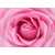 Розовая роза Б1-325, 200*147 см