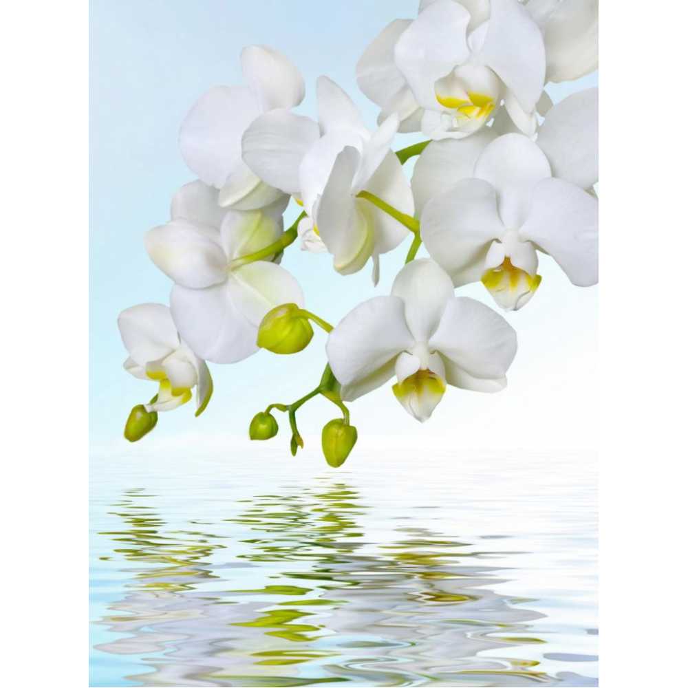 Фото Орхидея над водой Б1-244, 200*270 см
