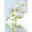 Маленькое фото Орхидея над водой Б1-244, 200*270 см