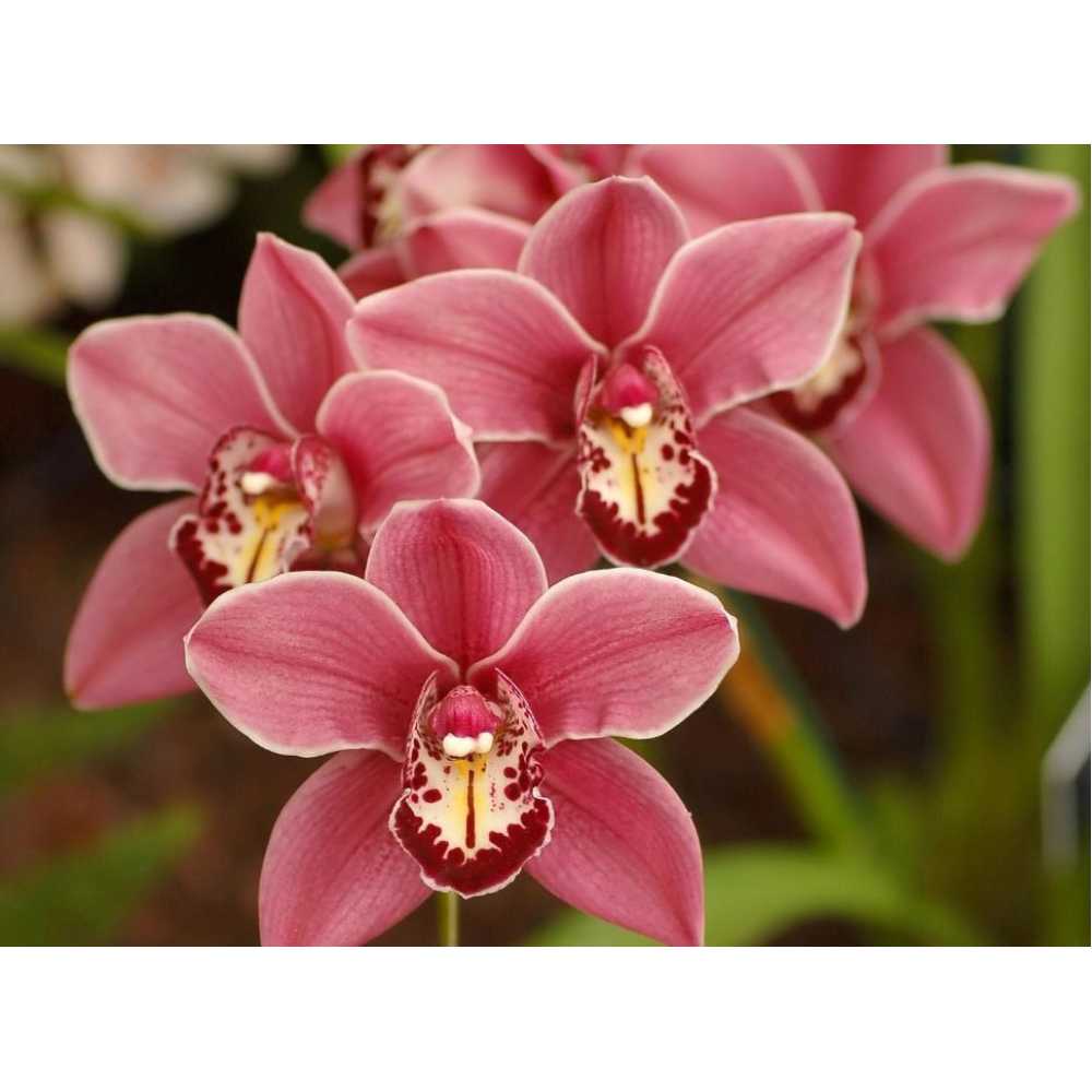 Фото Орхидея Б1-319, 200*147см