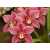 Орхидея Б1-319, 200*147см