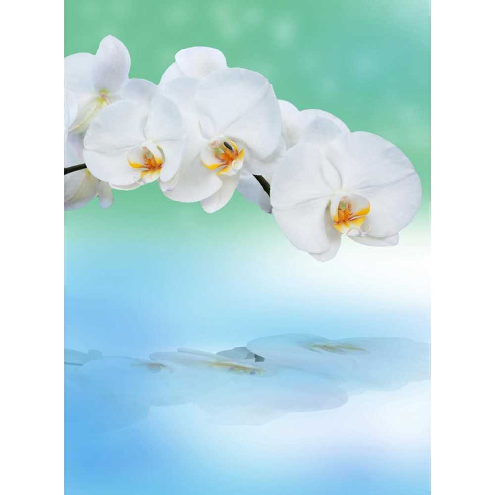 Фото Орхидея с отражением Б1-245, 200*270 см