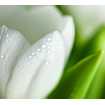 Маленькое фото Белый тюльпан Б1-144, 300*270 см