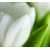 Белый тюльпан Б1-144, 300*270 см