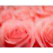 Маленькое фото Розы макро Б1-385, 300*238 см