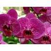 Маленькое фото Орхидея Б1-318, 200*147 см