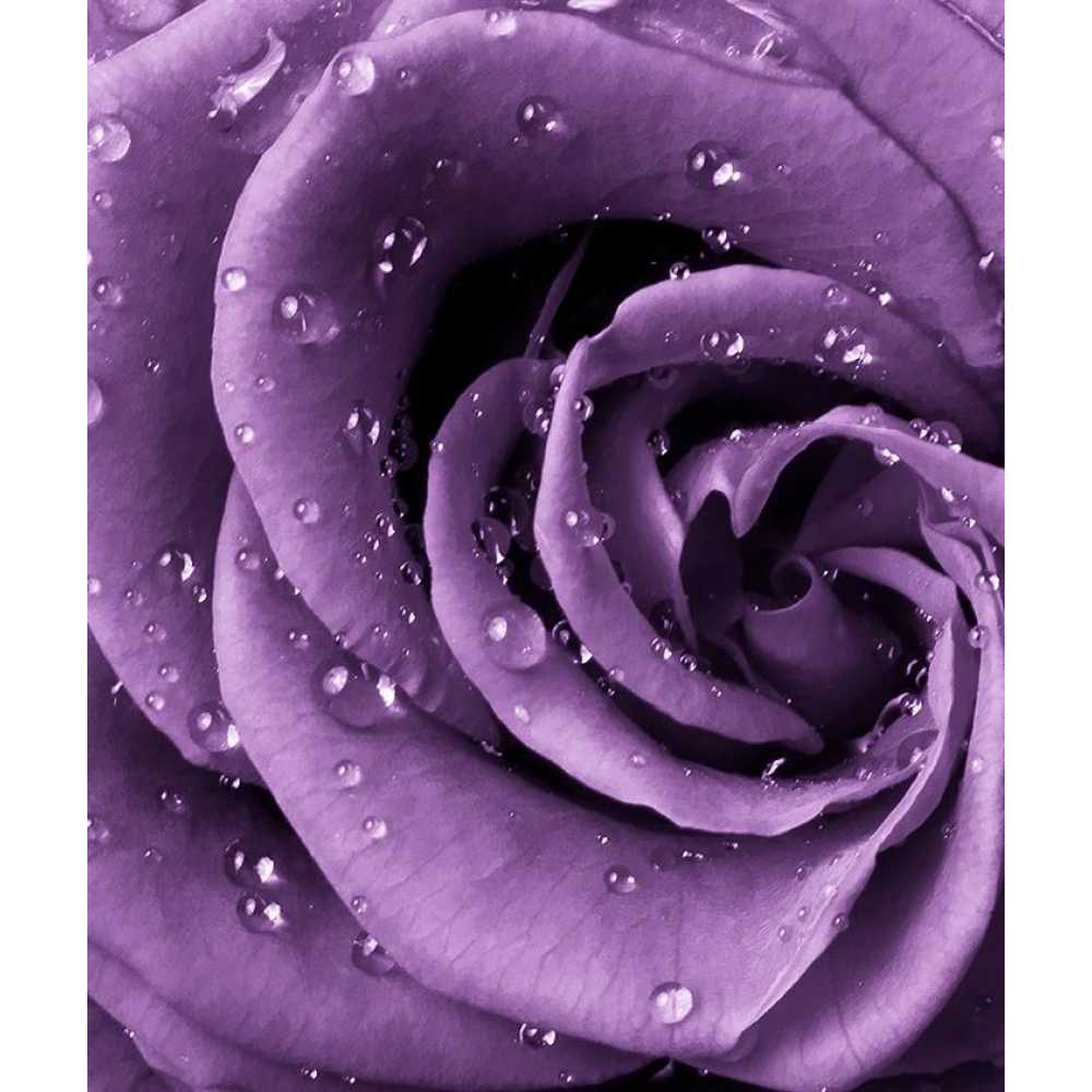 Фото Роза фиолетовая, 200*238 см
