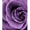 Маленькое фото Роза фиолетовая, 200*238 см