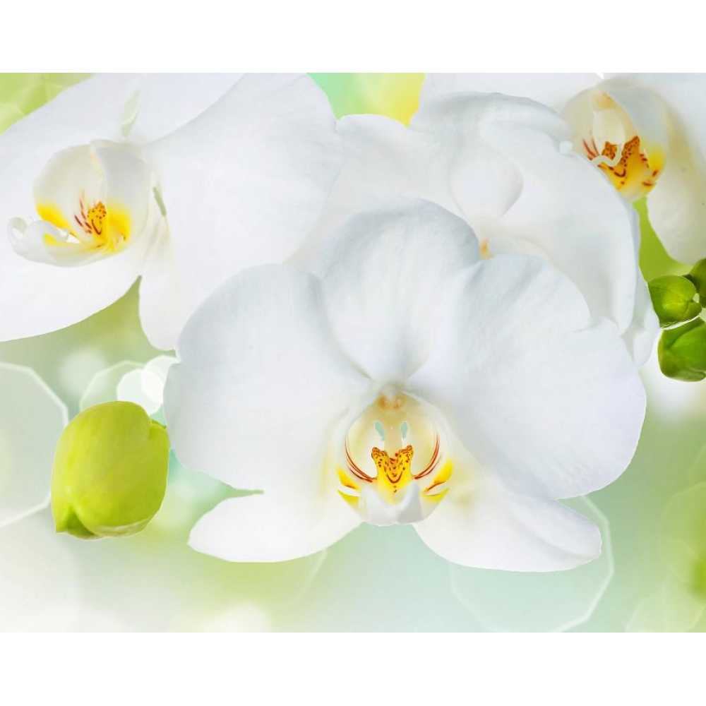 Фото Белая орхидея Б1-379, 300*238 см