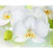 Маленькое фото Белая орхидея Б1-379, 300*238 см