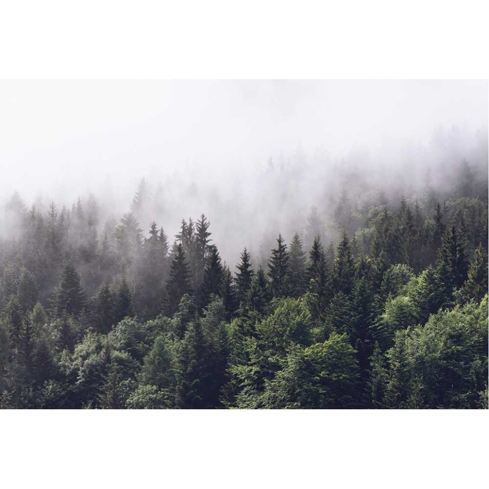 Фото Туманный лес Т-247, 400*270 см