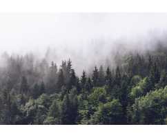 Туманный лес Т-247, 400*270 см