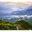 Маленькое фото Чайные плантации, 300*270 см